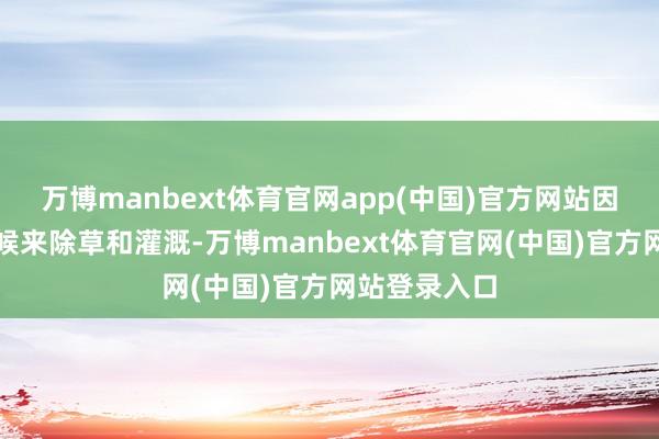 万博manbext体育官网app(中国)官方网站因此平淡偶然候来除草和灌溉-万博manbext体育官网(中国)官方网站登录入口